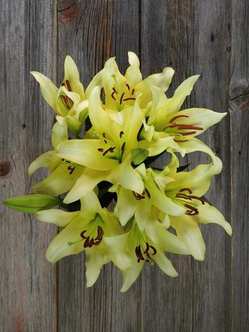YELLOW ORIENTAL LILIES